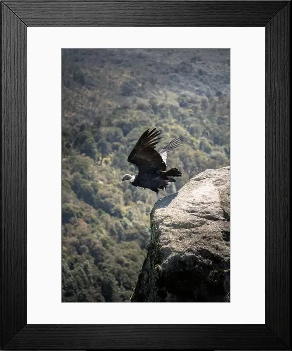 Framed Print : Condor flying in Cauca, Colombia Framed Print : Condor flying in Cauca, Colombia