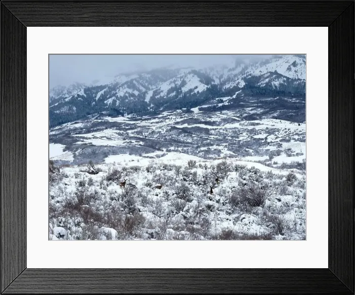 Framed Print : Four mule deer in Mountain Green, Utah. In the background the Wasatch Range of mountains Framed Print : Four mule deer in Mountain Green, Utah. In the background the Wasatch Range of mountains