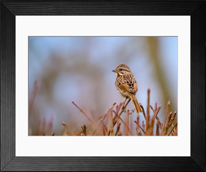 Framed Print : Song Sparrow perched on bare branches during a late Ohio winter Framed Print : Song Sparrow perched on bare branches during a late Ohio winter
