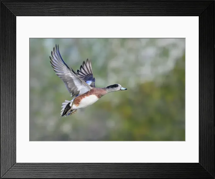 Framed Print : American wigeon (Mareca americana) drake flying over lake against trees, Galveston, Texas, USA Framed Print : American wigeon (Mareca americana) drake flying over lake against trees, Galveston, Texas, USA