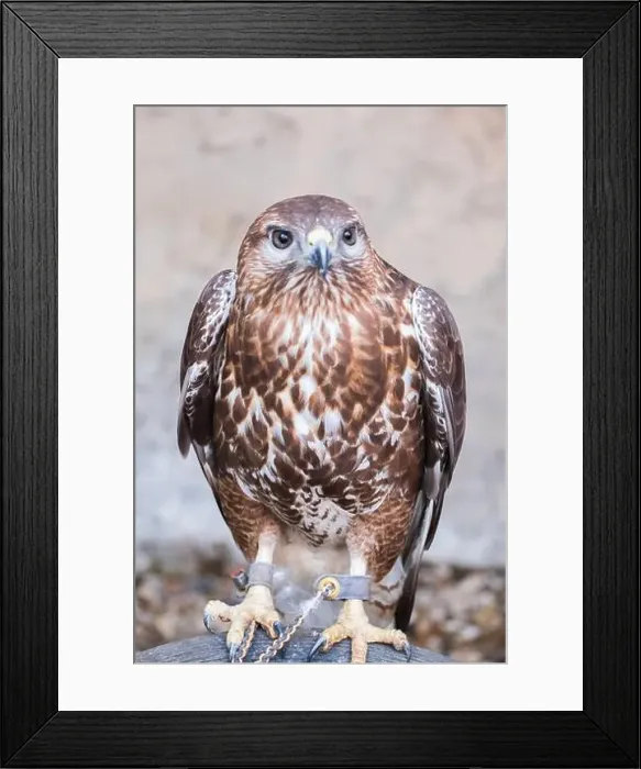 Framed Print : Red shouldered Hawk in zoo caged Buteos or soaring hawks. Buteo lineatus. Bird watching Framed Print : Red shouldered Hawk in zoo caged Buteos or soaring hawks. Buteo lineatus. Bird watching