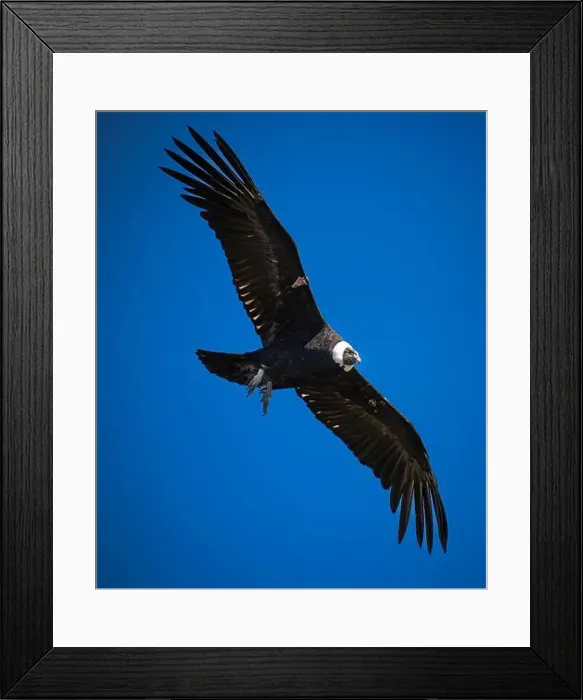Framed Print : Condor flying in Cauca, Colombia Framed Print : Condor flying in Cauca, Colombia