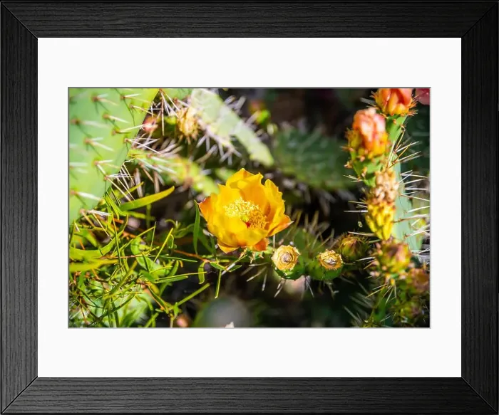 Framed Print : A flowering cactus in Laguna Beach, California Framed Print : A flowering cactus in Laguna Beach, California