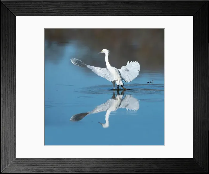 Framed Print : The snowy egret (Egretta thula) flying over blue water at Cullinan Park, Texas with reflection in the water Framed Print : The snowy egret (Egretta thula) flying over blue water at Cullinan Park, Texas with reflection in the water