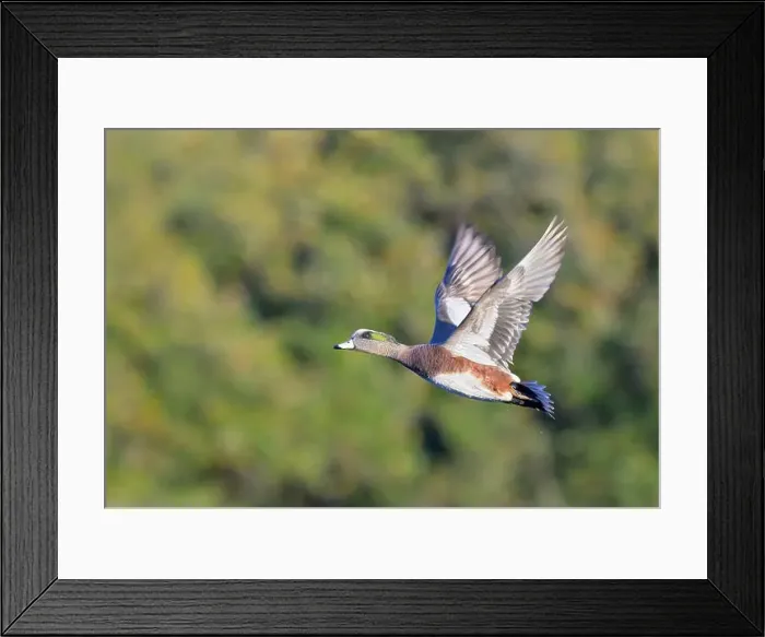 Framed Print : American wigeon (Mareca americana) drake flying over lake against trees, Galveston, Texas, USA Framed Print : American wigeon (Mareca americana) drake flying over lake against trees, Galveston, Texas, USA
