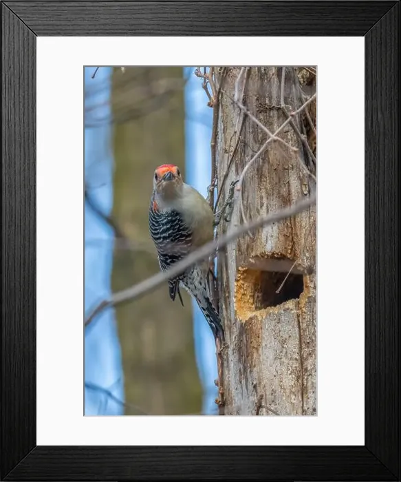 Framed Print : A Red-bellied Woodpecker (Melanerpes carolinus) near its nest hole in a dead tree in Springtime in Michigan, USA Framed Print : A Red-bellied Woodpecker (Melanerpes carolinus) near its nest hole in a dead tree in Springtime in Michigan, USA
