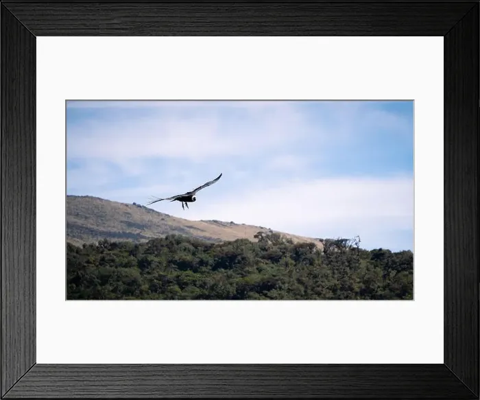 Framed Print : Condor flying in Cauca, Colombia Framed Print : Condor flying in Cauca, Colombia