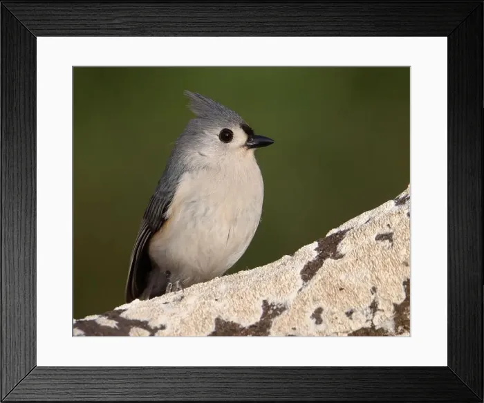 Framed Print : A tufted titmouse perched on a wild cherry branch Framed Print : A tufted titmouse perched on a wild cherry branch