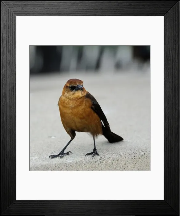 Framed Print : American Boat-tailed Grackle on the look out for food Framed Print : American Boat-tailed Grackle on the look out for food