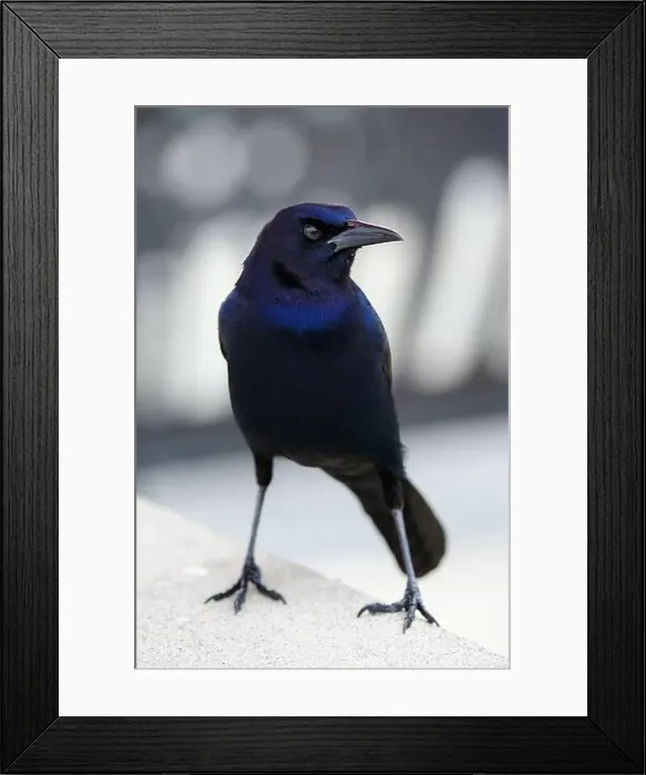 Framed Print : American Boat-tailed Grackle on the look out for food Framed Print : American Boat-tailed Grackle on the look out for food