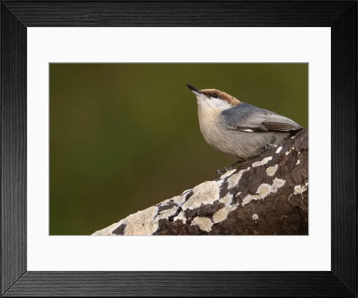 Framed Print : A brown-headed nuthatch perched on a wild cherry limb Framed Print : A brown-headed nuthatch perched on a wild cherry limb