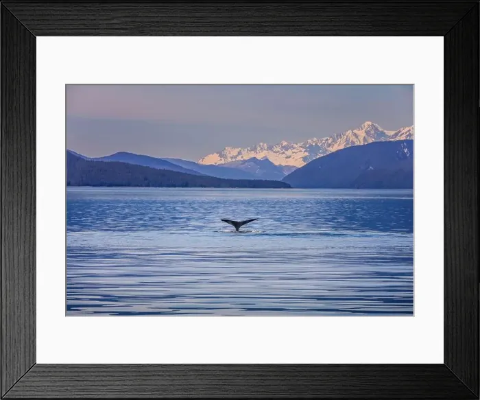 Framed Print : A whale tale in the water of a gorgeous scenic landscape in Alaska Framed Print : A whale tale in the water of a gorgeous scenic landscape in Alaska