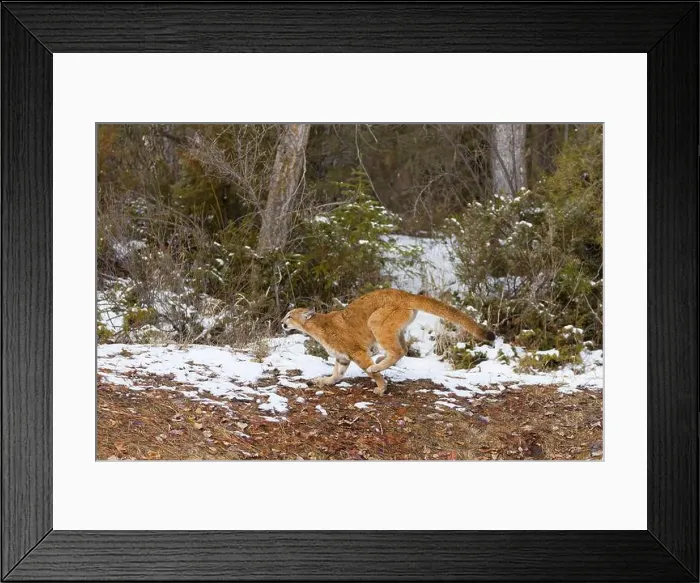 Framed Print : Puma Felis concolor, juvenile running, Montana, USA, March Framed Print : Puma Felis concolor, juvenile running, Montana, USA, March