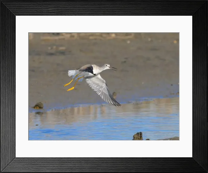 Framed Print : Lesser yellowlegs (Tringa flavipes) taking off at tidal marsh during migration, Galveston, Texas, USA Framed Print : Lesser yellowlegs (Tringa flavipes) taking off at tidal marsh during migration, Galveston, Texas, USA