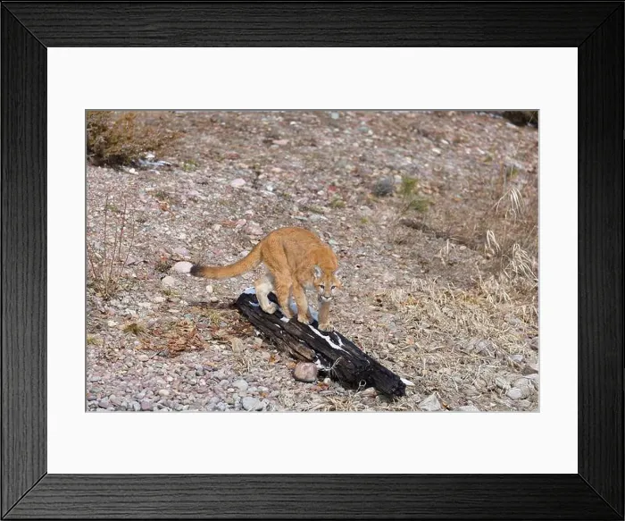 Framed Print : Puma Felis concolor, juvenile standing on log, Montana, USA, March Framed Print : Puma Felis concolor, juvenile standing on log, Montana, USA, March