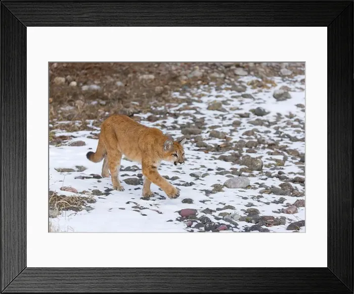 Framed Print : Puma Felis concolor, juvenile walking on snow covered ground, Montana, USA, March Framed Print : Puma Felis concolor, juvenile walking on snow covered ground, Montana, USA, March