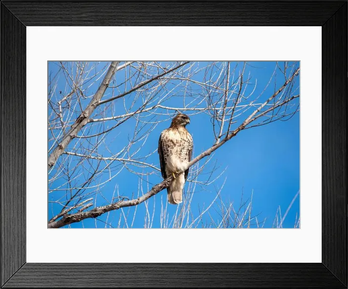 Framed Print : A red tailed hawk perched on a willow tree on a winter day at the Sacramento Wildlife refuge Framed Print : A red tailed hawk perched on a willow tree on a winter day at the Sacramento Wildlife refuge