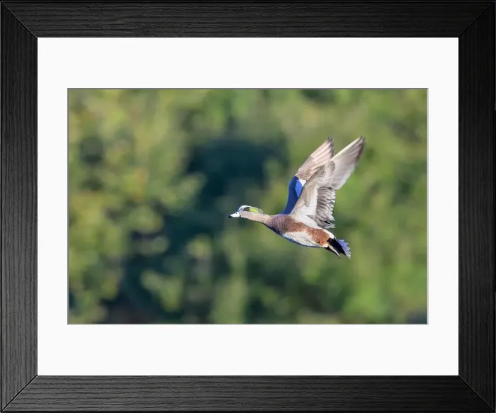 Framed Print : American wigeon (Mareca americana) drake flying over lake against trees, Galveston, Texas, USA Framed Print : American wigeon (Mareca americana) drake flying over lake against trees, Galveston, Texas, USA
