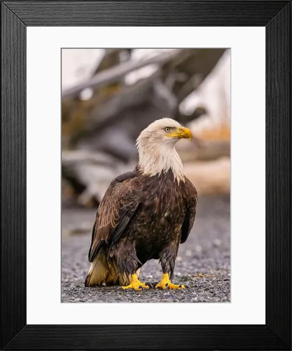 Framed Print : Bald eagle near logs and grass on the roadside Framed Print : Bald eagle near logs and grass on the roadside