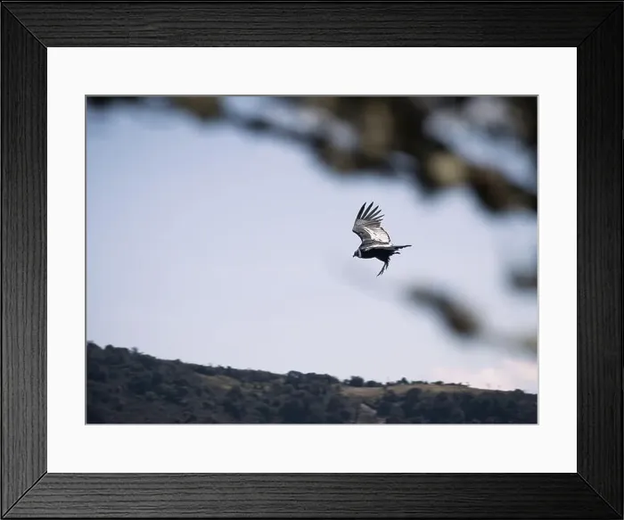 Framed Print : Condor flying in Cauca, Colombia Framed Print : Condor flying in Cauca, Colombia