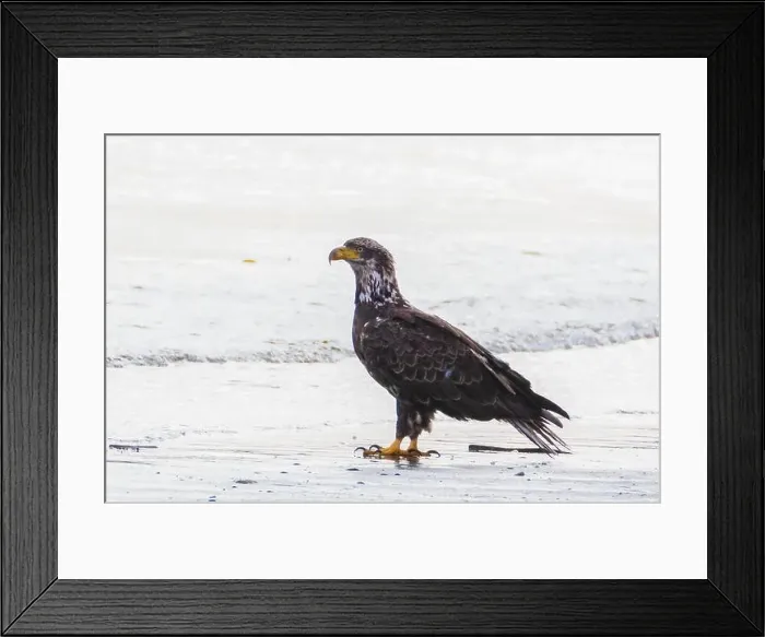 Framed Print : Bald Eagle on the beach looking for food carried by the tides Framed Print : Bald Eagle on the beach looking for food carried by the tides