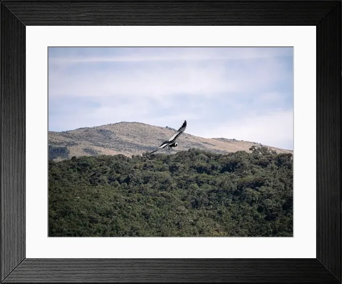 Framed Print : Condor flying in Cauca, Colombia Framed Print : Condor flying in Cauca, Colombia