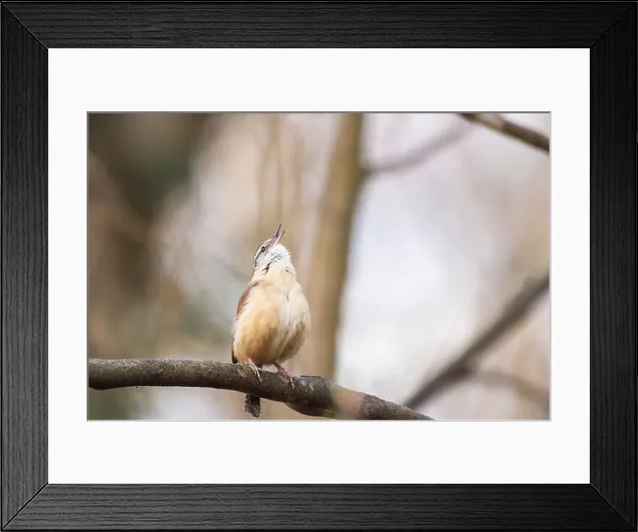 Framed Print : Carolina Wren (Thryothorus ludovicianus) calls sitting on a tree branch Framed Print : Carolina Wren (Thryothorus ludovicianus) calls sitting on a tree branch