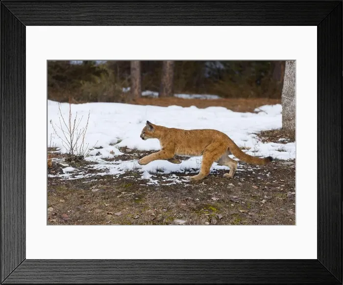 Framed Print : Puma Felis concolor, juvenile running, Montana, USA, March Framed Print : Puma Felis concolor, juvenile running, Montana, USA, March