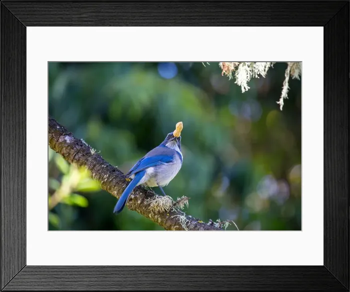 Framed Print : California Scrub jay (Aphelocoma californica) spotted outdoors Framed Print : California Scrub jay (Aphelocoma californica) spotted outdoors