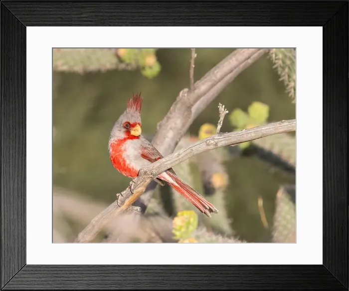 Framed Print : A Pyrrhuloxia perches in Bosque del Apache, National Wildlife Refuge, New Mexico Framed Print : A Pyrrhuloxia perches in Bosque del Apache, National Wildlife Refuge, New Mexico