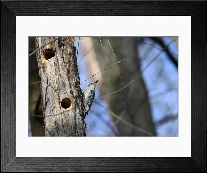 Framed Print : A Red-bellied Woodpecker (Melanerpes carolinus) near its nest hole in a dead tree in Springtime in Michigan, USA Framed Print : A Red-bellied Woodpecker (Melanerpes carolinus) near its nest hole in a dead tree in Springtime in Michigan, USA