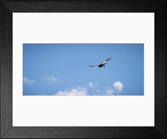 Framed Print : Condor flying in Cauca, Colombia Framed Print : Condor flying in Cauca, Colombia