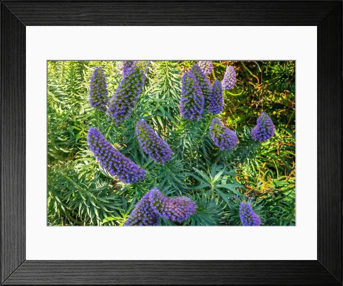 Framed Print : Echium Fastuosum plant in Laguna Beach, California Framed Print : Echium Fastuosum plant in Laguna Beach, California