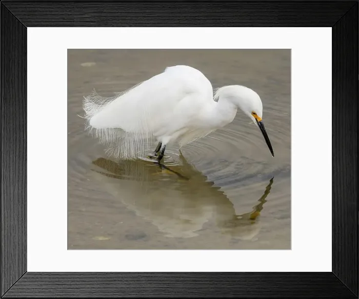 Framed Print : Snowy Egret foraging in shallow waters. Shoreline Lake and Park, Santa Clara County, California, USA Framed Print : Snowy Egret foraging in shallow waters. Shoreline Lake and Park, Santa Clara County, California, USA