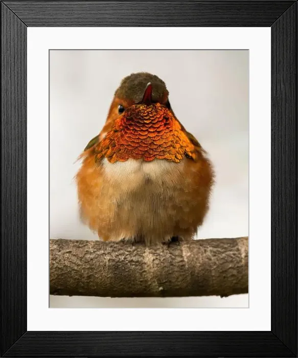 Framed Print : Allen's Hummingbird Adult Male. Santa Cruz, California, USA