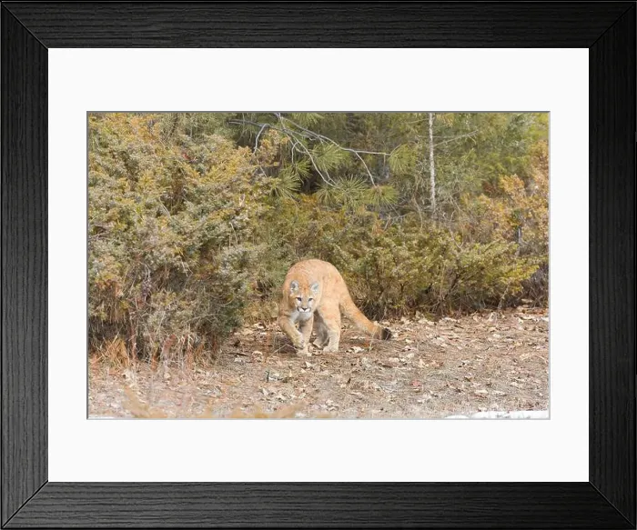 Framed Print : Puma Felis concolor, juvenile walking at woodland edge, Montana, USA, March Framed Print : Puma Felis concolor, juvenile walking at woodland edge, Montana, USA, March