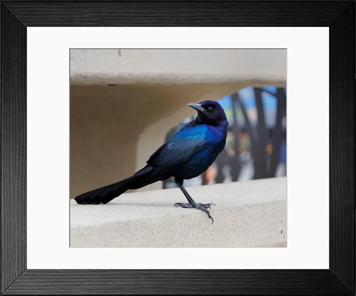 Framed Print : American Boat-tailed Grackle on the look out for food Framed Print : American Boat-tailed Grackle on the look out for food