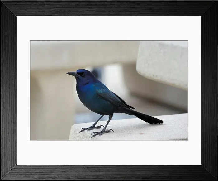 Framed Print : American Boat-tailed Grackle on the look out for food Framed Print : American Boat-tailed Grackle on the look out for food