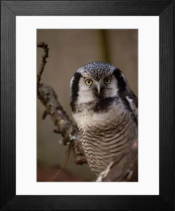 Framed Print : Northern hawk-owl (Surnia ulula). Wild life animal Framed Print : Northern hawk-owl (Surnia ulula). Wild life animal