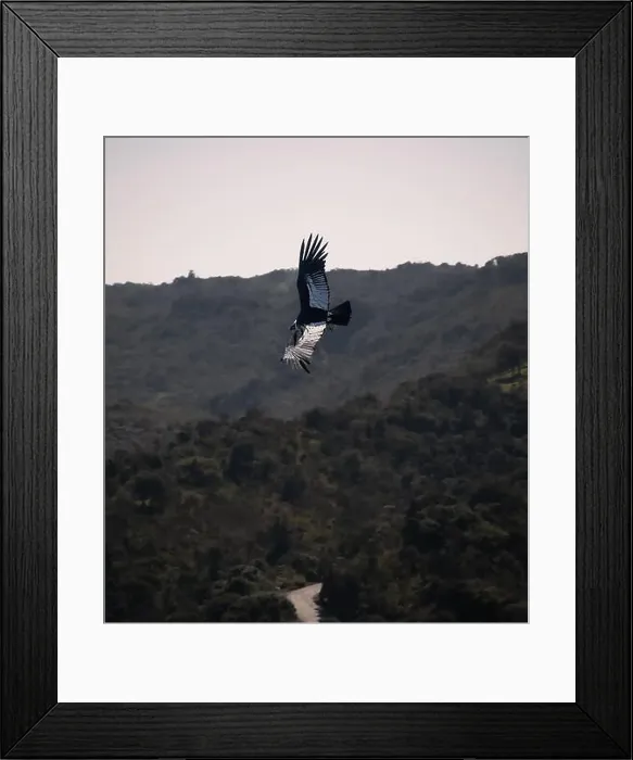 Framed Print : Condor flying in Cauca, Colombia Framed Print : Condor flying in Cauca, Colombia