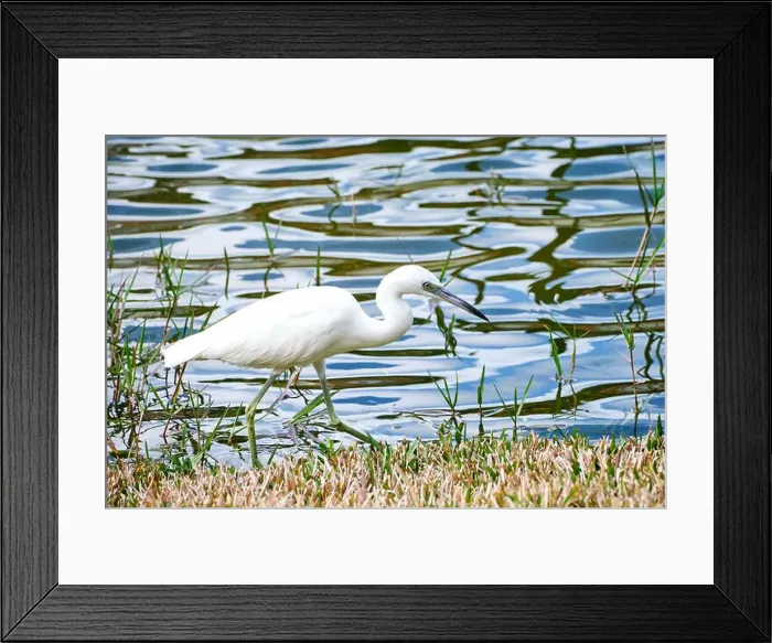 Framed Print : A juvenile snowy egret walks slowy along the edge of a Florida pond looking for food Framed Print : A juvenile snowy egret walks slowy along the edge of a Florida pond looking for food
