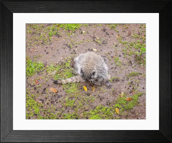 Framed Print : Los Angeles, CA, USA – March 3 Framed Print : Los Angeles, CA, USA – March 3