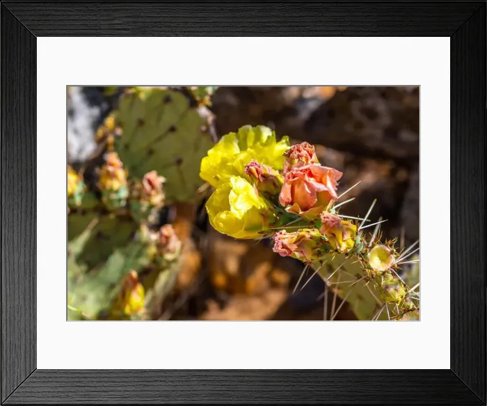 Framed Print : A flowering cactus in Tucson, Arizona Framed Print : A flowering cactus in Tucson, Arizona