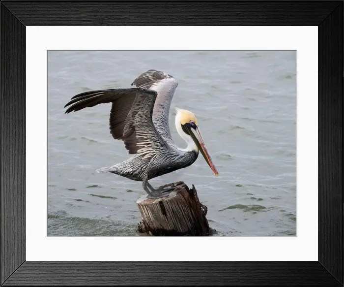 Framed Print : Brown pelican (Pelecanus occidentalis) with spread wings, Galveston, Texas, USA Framed Print : Brown pelican (Pelecanus occidentalis) with spread wings, Galveston, Texas, USA
