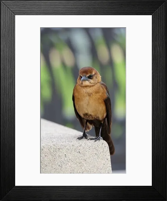 Framed Print : American Boat-tailed Grackle on the look out for food Framed Print : American Boat-tailed Grackle on the look out for food