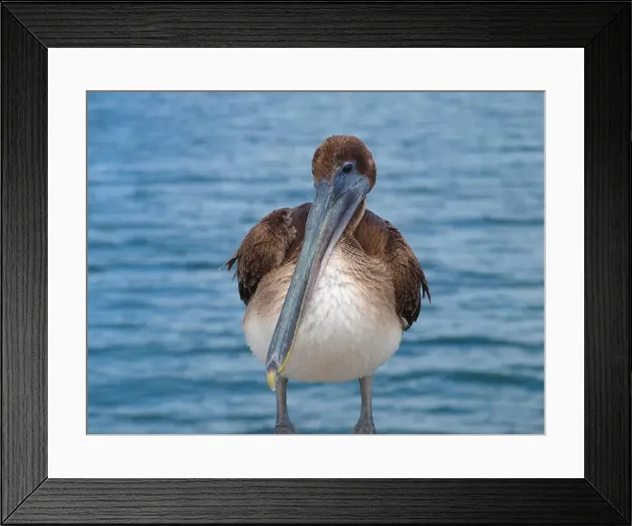 Framed Print : Brown pelican standing with the sea behind Framed Print : Brown pelican standing with the sea behind