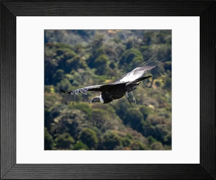 Framed Print : Condor flying in Cauca, Colombia Framed Print : Condor flying in Cauca, Colombia