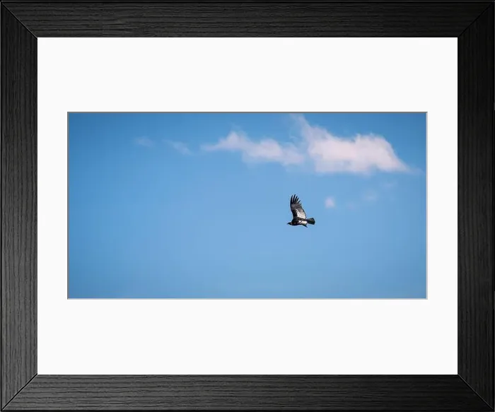 Framed Print : Condor flying in Cauca, Colombia Framed Print : Condor flying in Cauca, Colombia