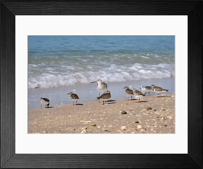 Framed Print : A flock of small sandpipers are gathered around one larger Willet bird on a beach in Naples Florida Framed Print : A flock of small sandpipers are gathered around one larger Willet bird on a beach in Naples Florida
