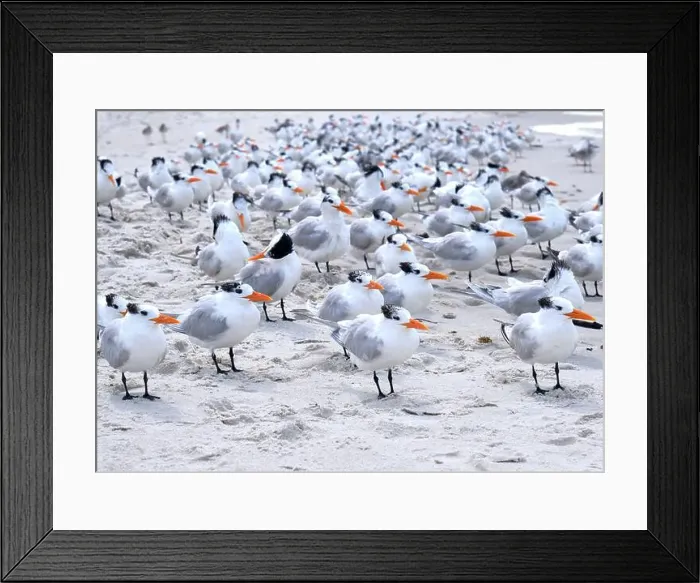 Framed Print : A large flock of Royal Terns facing into a stiff breeze gather on a beach in Naples Florida Framed Print : A large flock of Royal Terns facing into a stiff breeze gather on a beach in Naples Florida